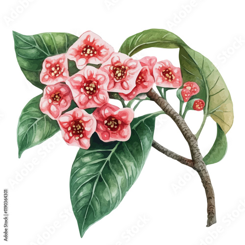 A watercolor clipart of a hoya plant, isolated on a white background. Hoya vector.
