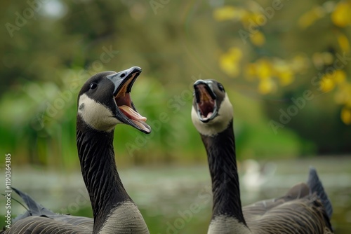 Two geese with open beaks honking loudly by a pond, A pair of geese honking loudly by a pond photo