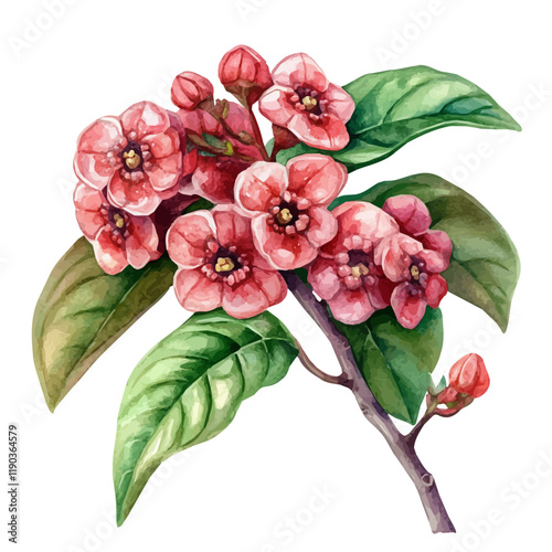 A watercolor clipart of a hoya plant, isolated on a white background. Hoya vector.
