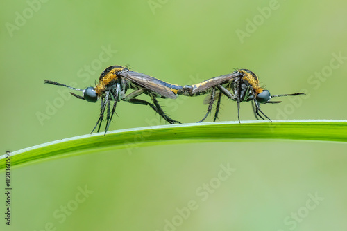 Toxophora amphitea mating photo