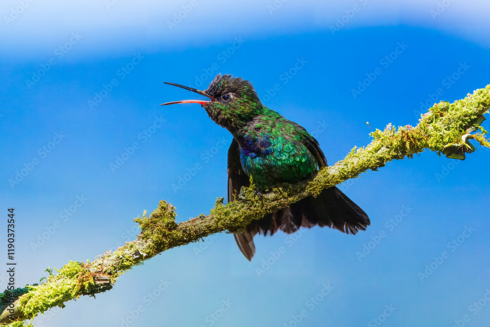 Fototapeta premium Fiery-throated hummingbird (Panterpe insignis) is a species of hummingbird in the 