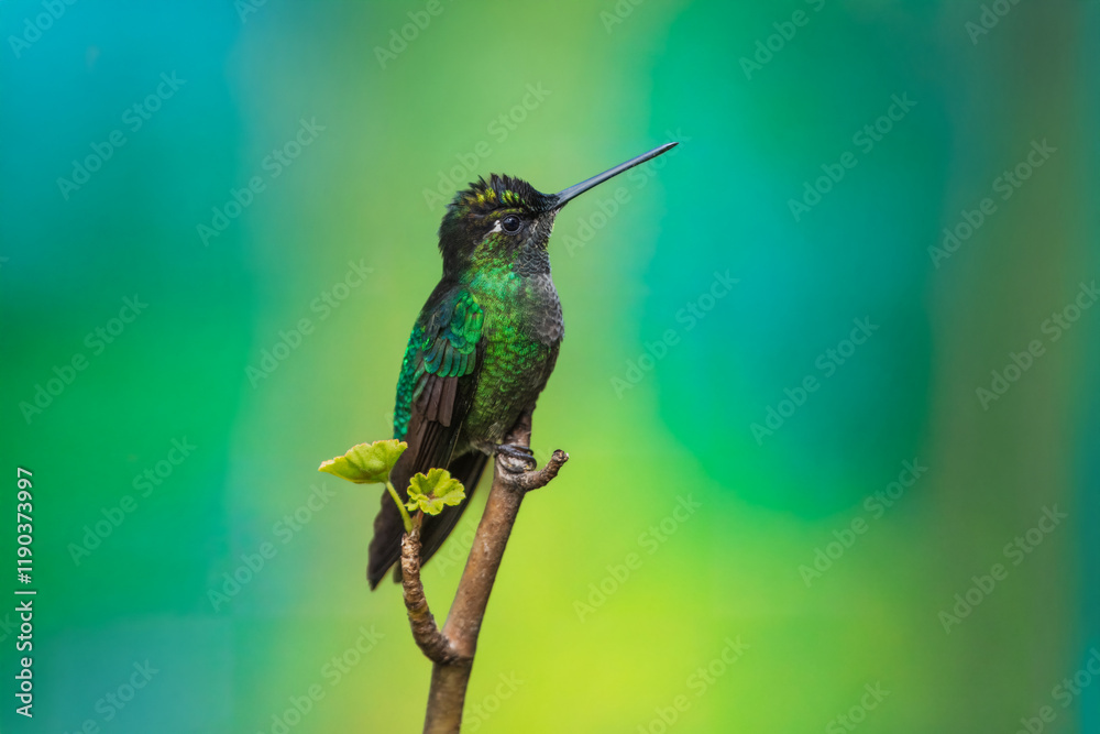 Fototapeta premium Talamanca hummingbird or admirable hummingbird (Eugenes spectabilis) is a large hummingbird. The admirable hummingbird's range is Costa Rica to Panama