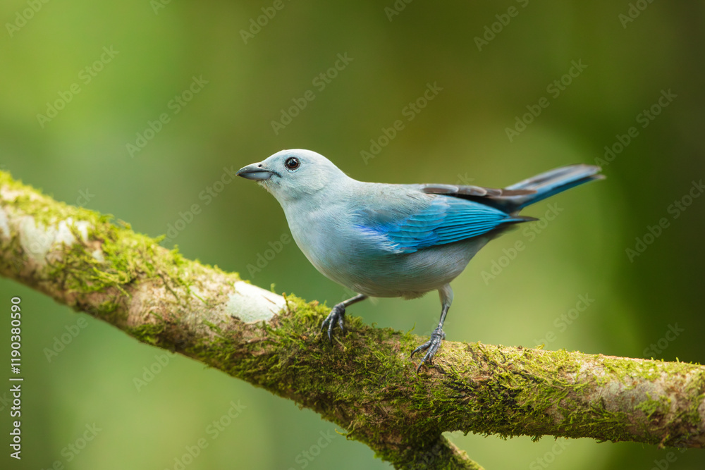 Blue-gray tanager (Thraupis episcopus) is a medium-sized South American songbird of the tanager family, Thraupidae. Its range is from Mexico south to northeast Bolivia and northern Brazil Blue-gray tanager (Thraupis episcopus) is a medium-sized South American songbird of the tanager family, Thraupidae. Its range is from Mexico south to northeast Bolivia and northern Brazil