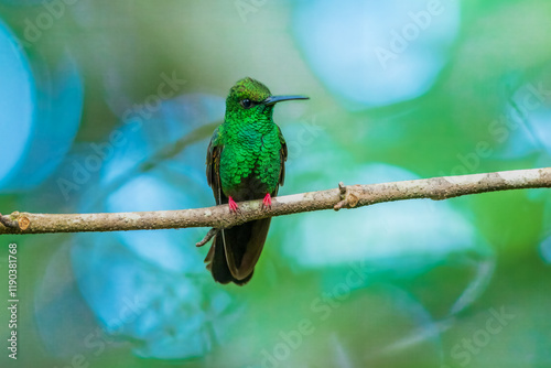 Bronze-tailed plumeleteer (Chalybura urochrysia) is a large hummingbird resident in Central America and South America from eastern Honduras to northwestern Ecuador.  photo