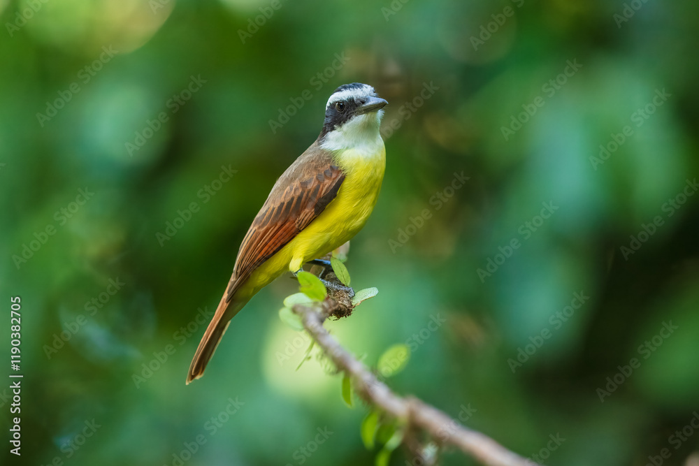 Naklejka premium Yellow bird from Costa Rica. Great Kiskadee, Pitangus sulphuratus, Tyran bentevi , brown and yellow tropical tanager in nature habitat