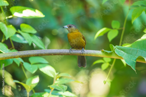 The Scarlet-rumped tanager, Ramphocelus passerinii The bird is perched on the branch at the beautiful flower in the rain forest America Costa Rica Wildlife nature scene. green background  photo