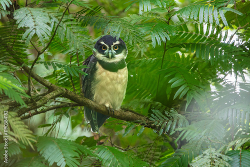 Spectacled owl (Pulsatrix perspicillata) is a large tropical owl native to the neotropics. It is a resident breeder in forests from southern Mexico and Trinidad, through Central America photo