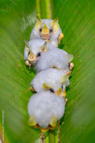 Honduran white bat (Ectophylla alba), also called the Caribbean white tent-making bat, is a species of bat in the family Phyllostomatidae. photo