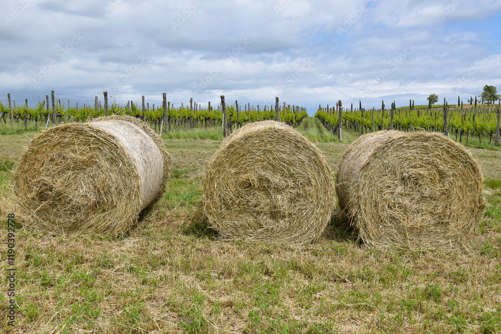 Bales of hay with vineyard in background near istrian town Buje Bales of hay with vineyard in background near istrian town Buje