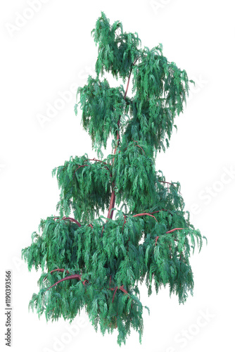 A single blue Kashmir cypress tree, Cupressus cashmeriana, with thin trunk and soft needle-like leaves, on isolated background. 3D illustration.	
