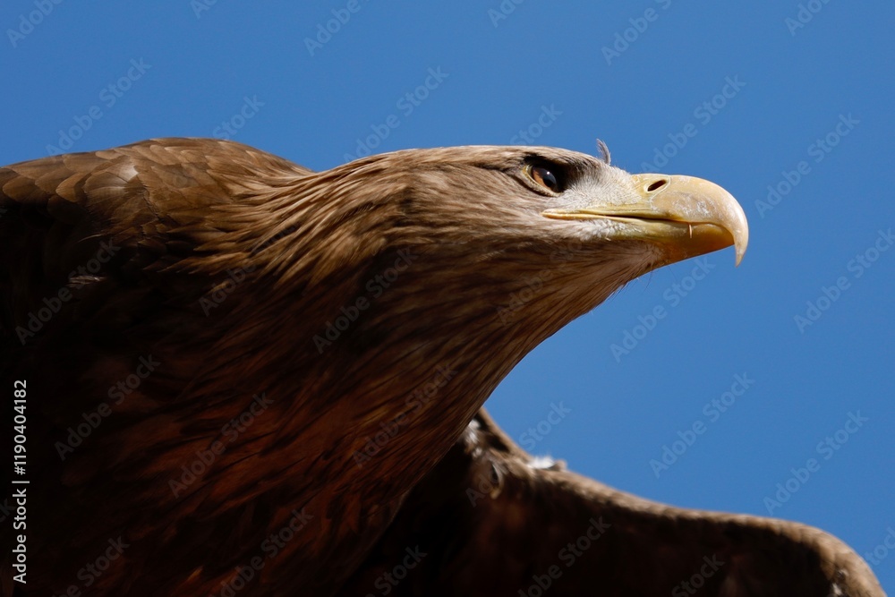 Fototapeta premium AIGLE ROYAL