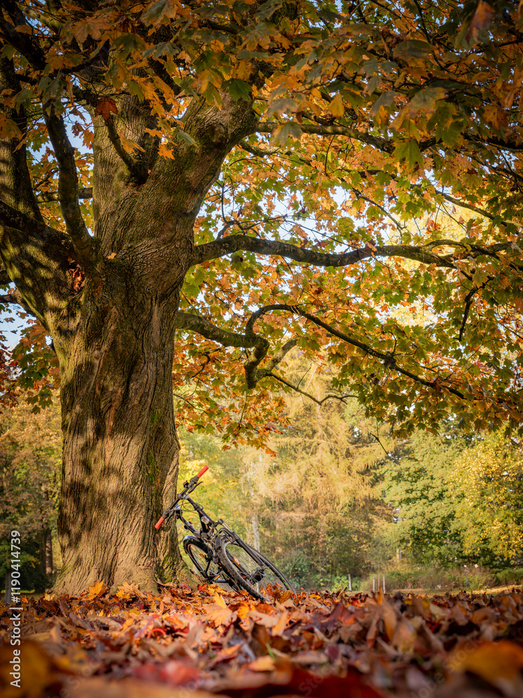 Fototapeta premium Teil eines großen Baumes im Sonnenlicht herbstlich angeleuchtet, drumherum und im Vordergrund Laub und an den Baum angelehnt ein Fahrrad, vertikal