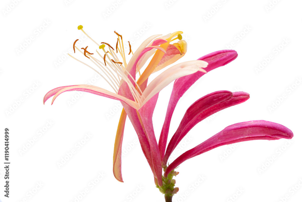 honeysuckle flower isolated