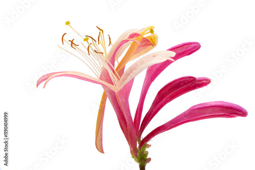 honeysuckle flower isolated