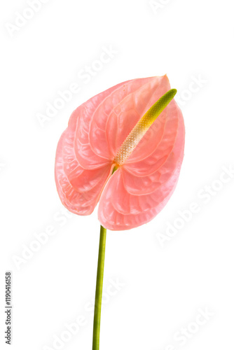 anthurium isolated