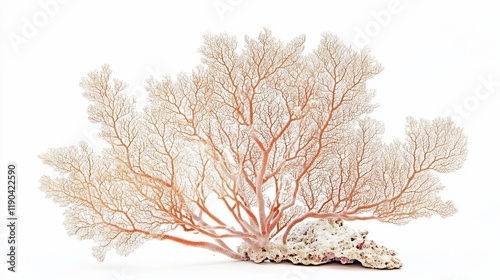 Fototapeta Naklejka Na Ścianę i Meble -  Delicate sea fan coral on white background.
