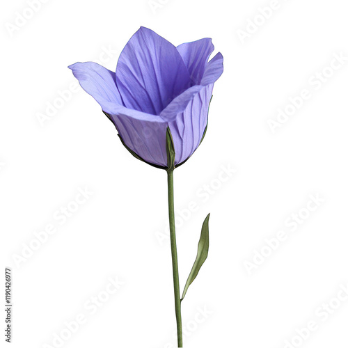 Balloon flower isolated on transparent background photo