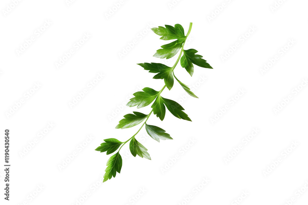 Lush Green Leaf Isolated on Black Background for Nature Themes Lush Green Leaf Isolated on Black Background for Nature Themes
