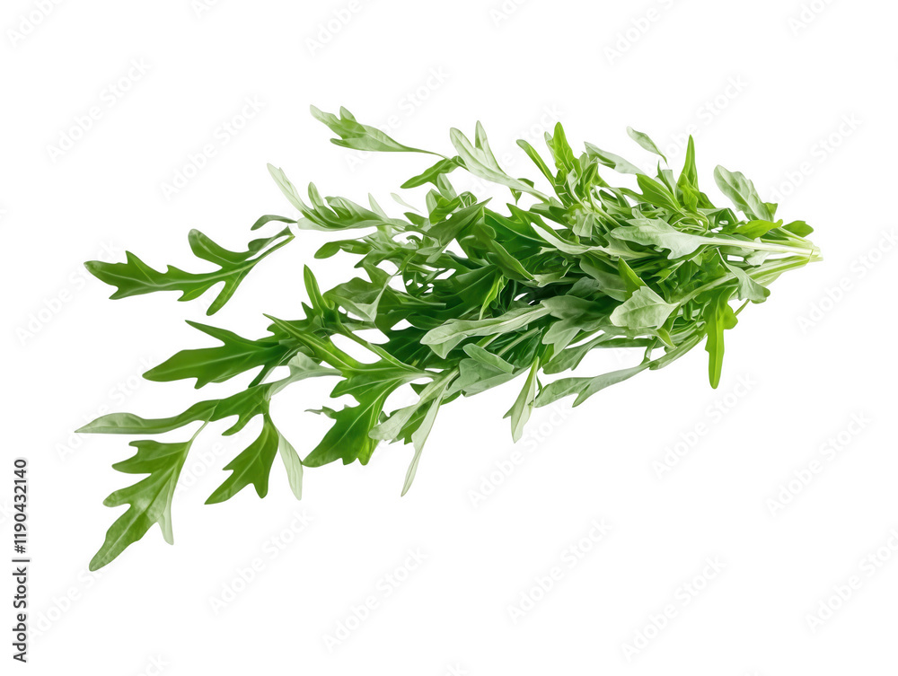 Fresh Green Arugula Leaves Isolated on White Background Fresh Green Arugula Leaves Isolated on White Background