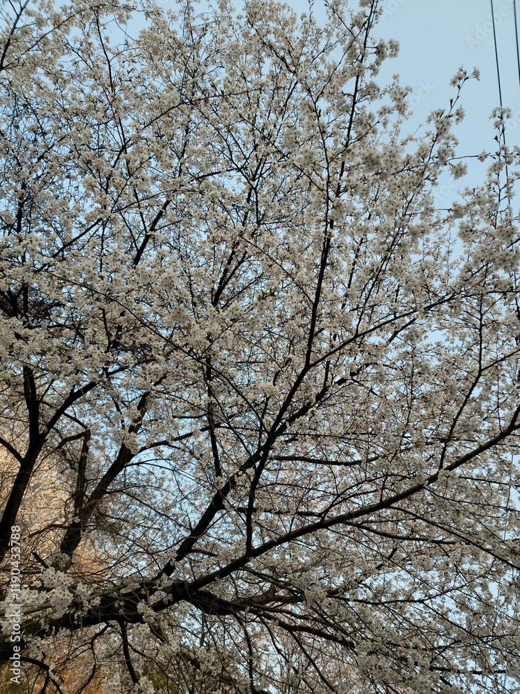 Full Bloom Cherry Blossom Tree Against a Clear Sky Full Bloom Cherry Blossom Tree Against a Clear Sky