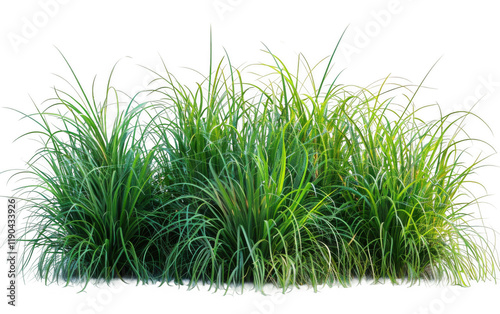 Lush Green Grass Patch Isolated on Black Background for Nature Designs photo