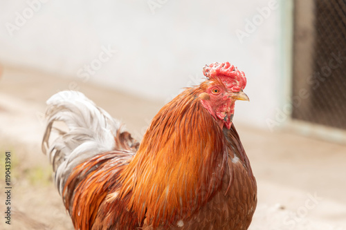  A close-up of a ginger rooster. Illustrate related to farming, survival, countryside living, or the unique nature of animals.