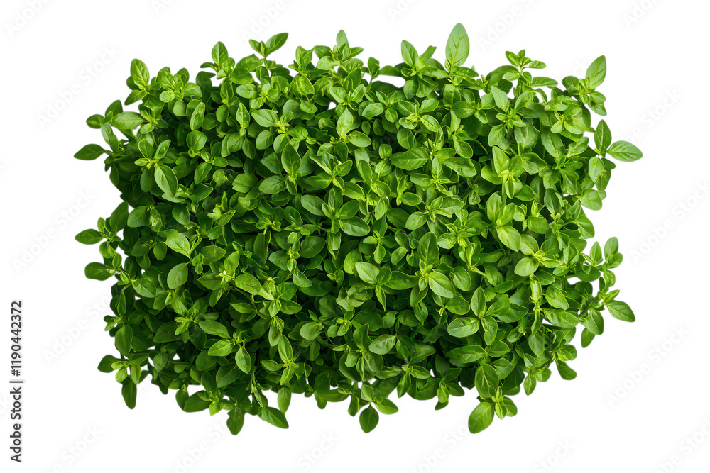 Obraz premium Lush Green Leafy Plant Background Natural Vibrant Healthy Foliage