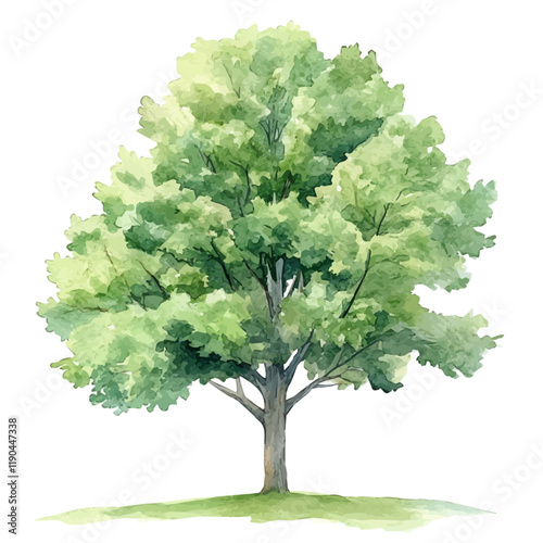 A watercolor of a hickory tree, isolated on a white background. Hickory tree vector.

