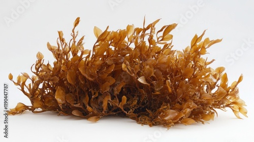 Close-up of brown seaweed isolated on white. photo