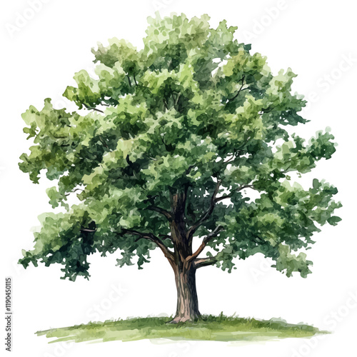 A watercolor of a hickory tree, isolated on a white background. Hickory tree vector.

