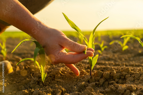 Hand of farmer touching young seedling plant sprout in sunlight in field close up. Female agronomist examining shoots of corn, new harvest. Cornfield vegetable garden growing