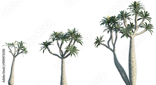 Set of Pachypodium geayi frontal isolated png on a transparent background perfectly cutout photo