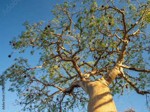 Wall Mural Landscapes of the island of Madagascar, Central Highlands baobab tree forest
