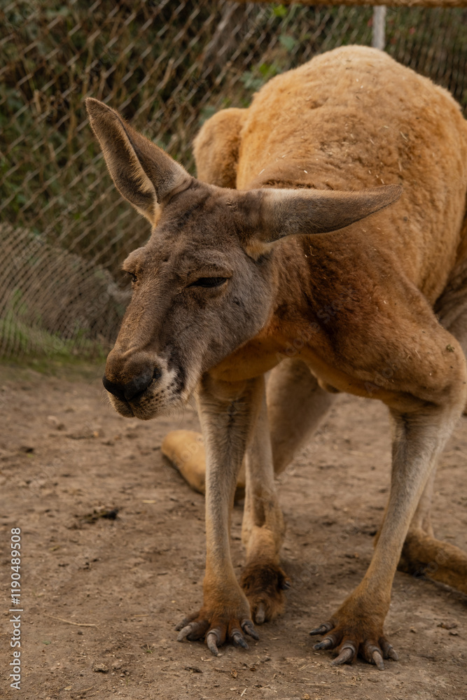 big red kangaroo in a petting zoo close-up big red kangaroo in a petting zoo close-up