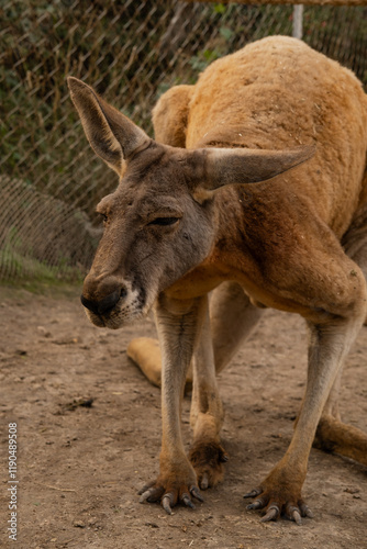 big red kangaroo in a petting zoo close-up