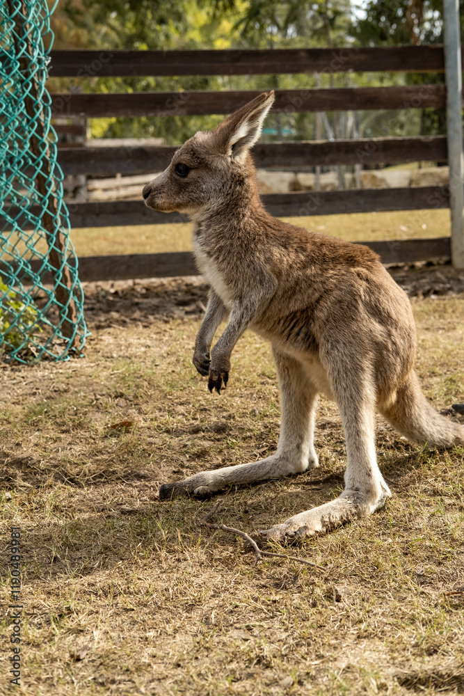 small breed of kangaroo in the petting zoo small breed of kangaroo in the petting zoo