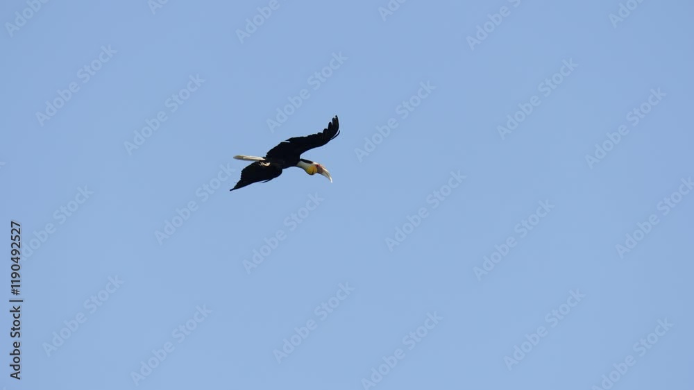 Wreathed hornbill, Bar-pouched wreathed hornbill (Rhyticeros undulatus)Flying freely in the sky.Bird watching with telephoto in the forest. Wreathed hornbill, Bar-pouched wreathed hornbill (Rhyticeros undulatus)Flying freely in the sky.Bird watching with telephoto in the forest.