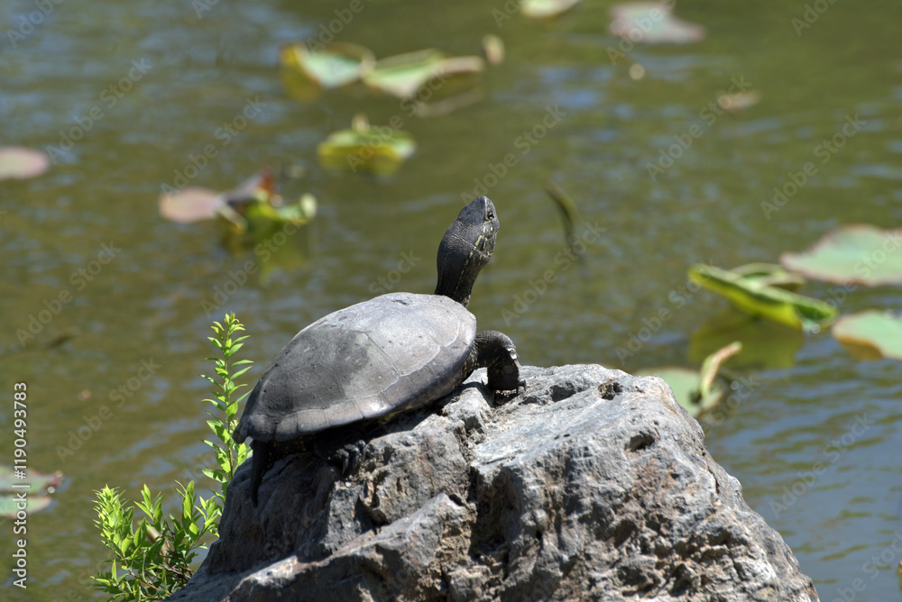 Obraz premium 東寺 池の亀 京都市南区