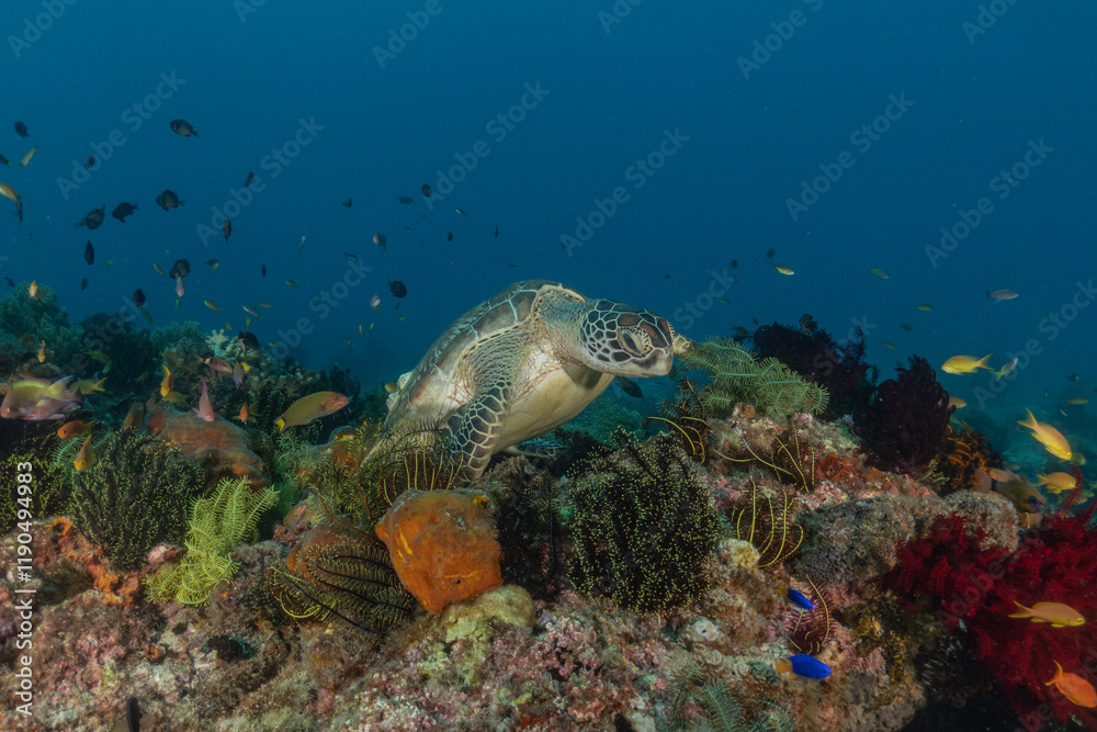 Fototapeta premium Hawksbill sea turtle in the Sea of the Philippines 