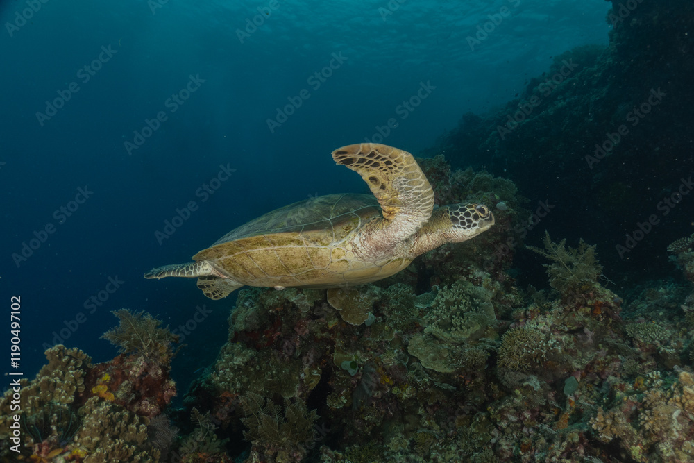 Obraz premium Hawksbill sea turtle in the Sea of the Philippines 