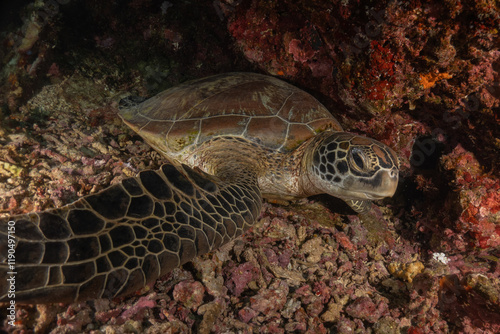 Hawksbill sea turtle in the Sea of the Philippines
 photo