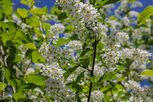 White flowers of bird cherry (Prunus padus) in spring