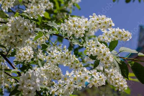 White flowers of bird cherry on a background of green leaves in spring