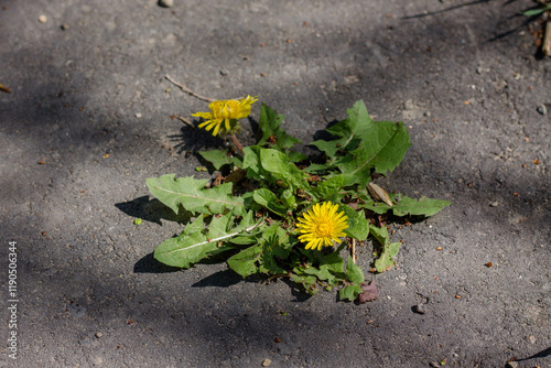 Yellow dandelion flowers on the ground. Dandelion flower on the ground.