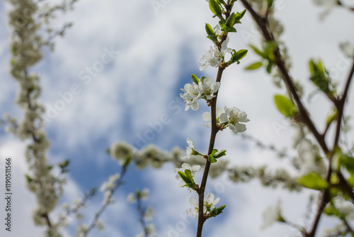 Blossoming branch of cherry on a background of blue sky.
