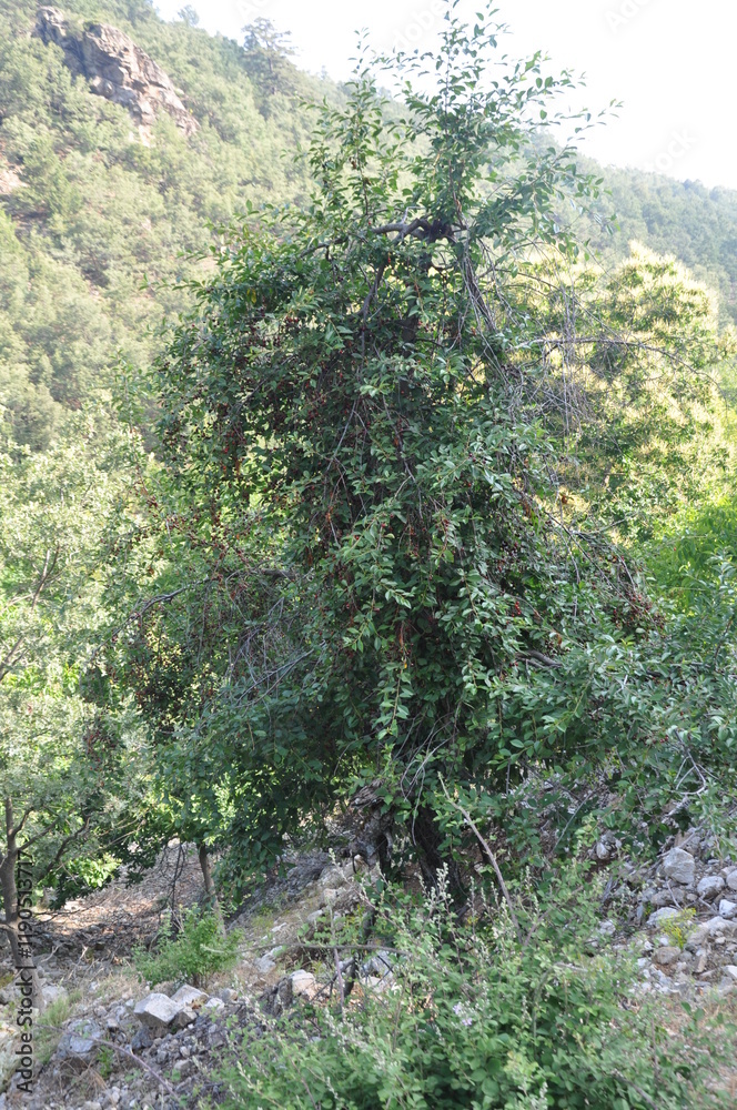 Fototapeta premium Wild plums tree in Bozdaglar Mountain, Salihli, Manisa, Turkey