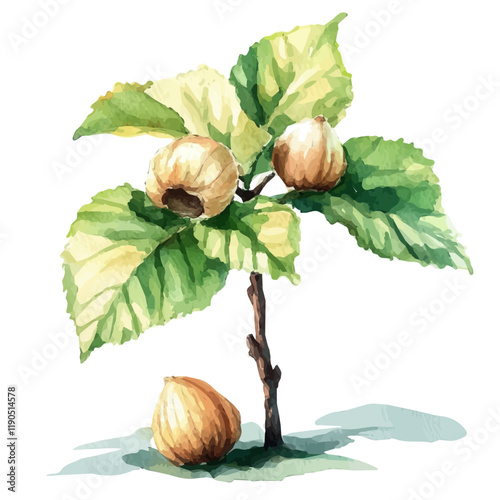 A watercolor illustration of Hazelnut tree, isolated on a white background. Hazelnut tree vector.
