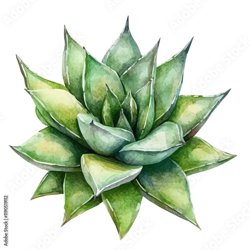 A watercolor vector of Haworthia, isolated on a white background. Haworthia vector.
