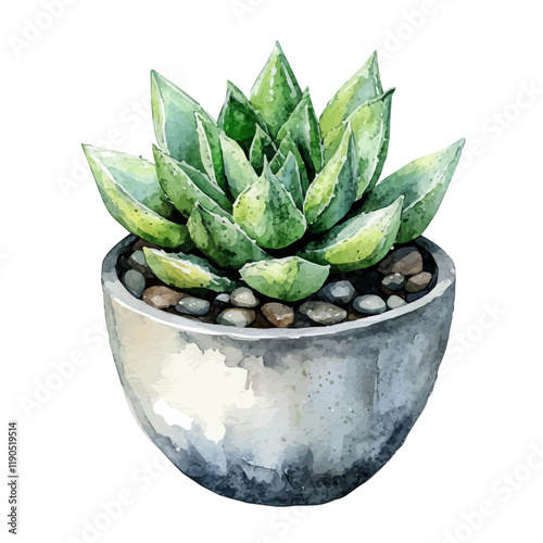 A watercolor vector of Haworthia, isolated on a white background. Haworthia vector.
