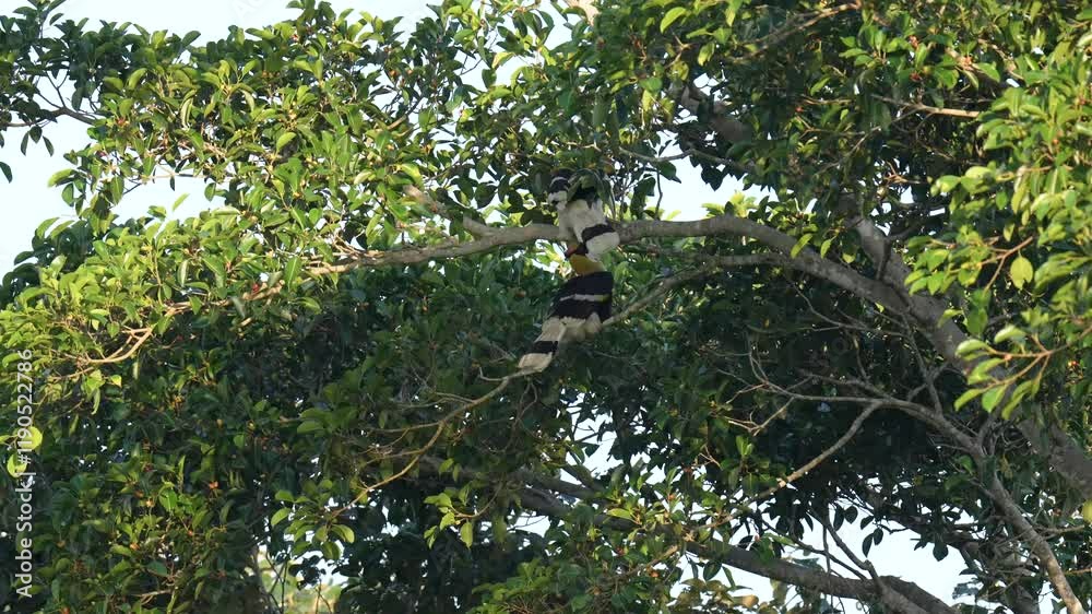 Great Hornbill (Buceros bicornis ) eating ripe figs.Bird watching with telephoto in the forest. Great Hornbill (Buceros bicornis ) eating ripe figs.Bird watching with telephoto in the forest.